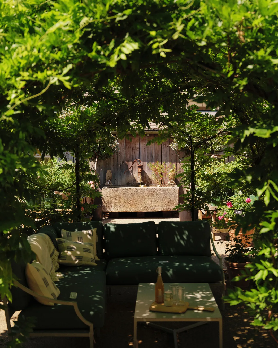 A shaded courtyard seating area under fig leaves
