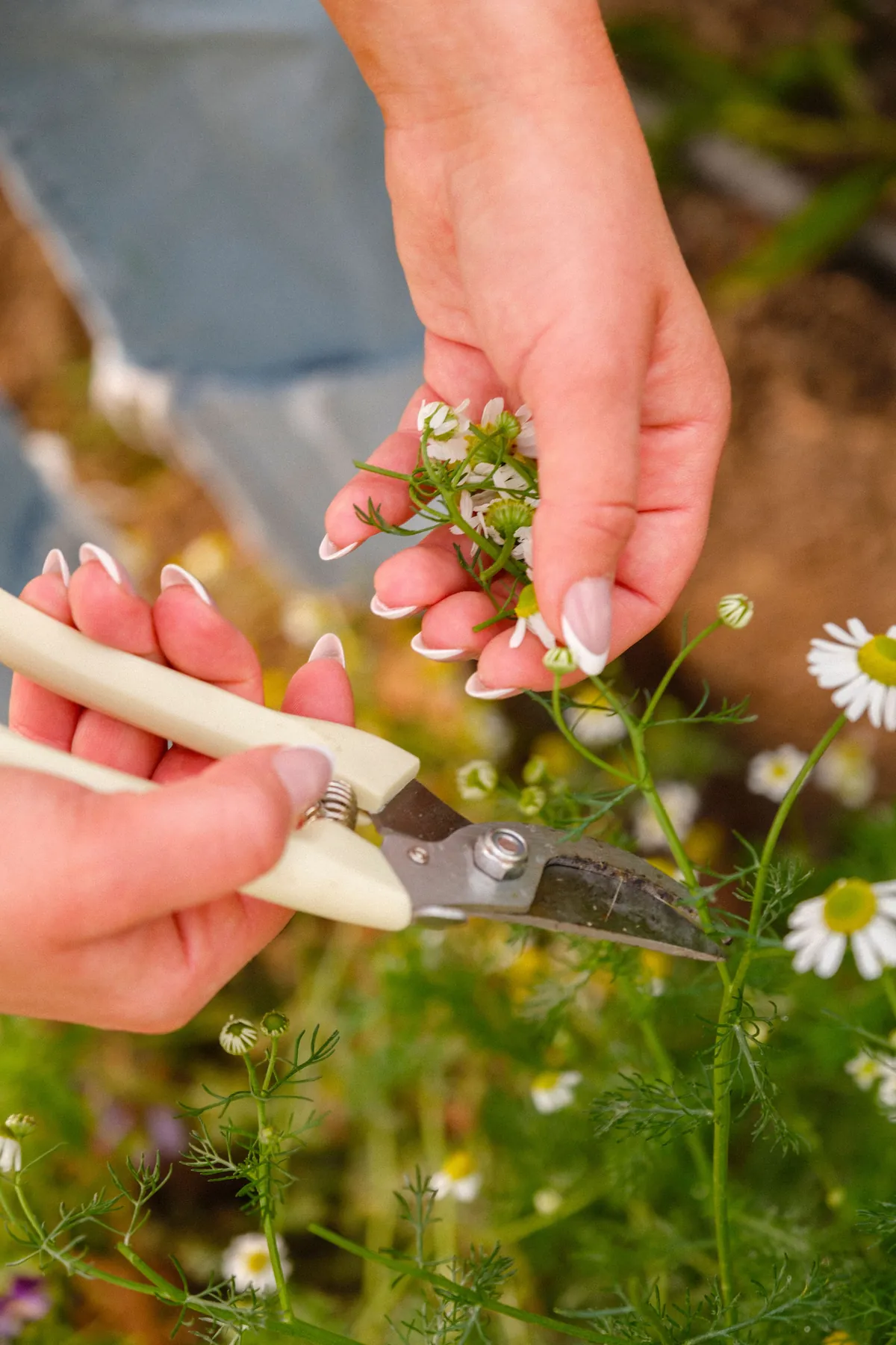 Cutting chamomile by hand