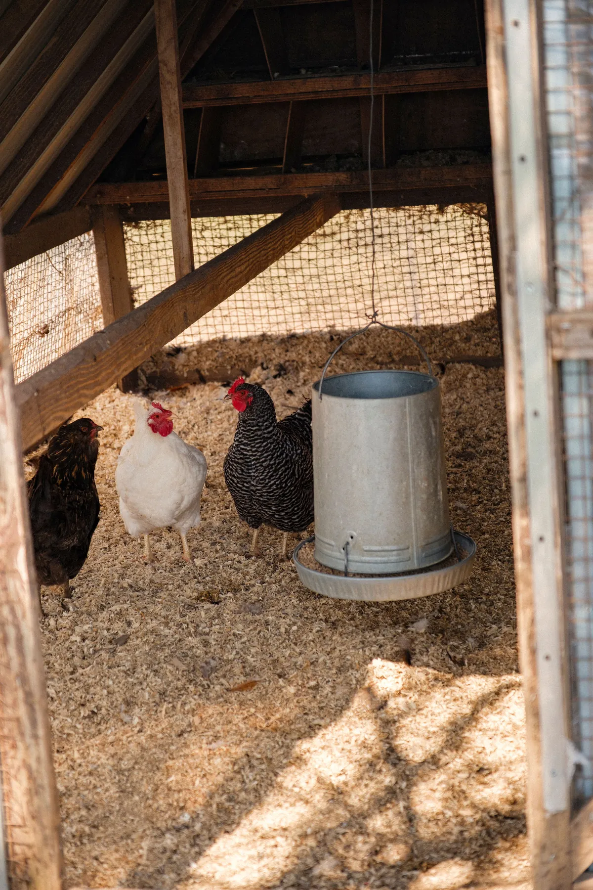 Hens in the coop