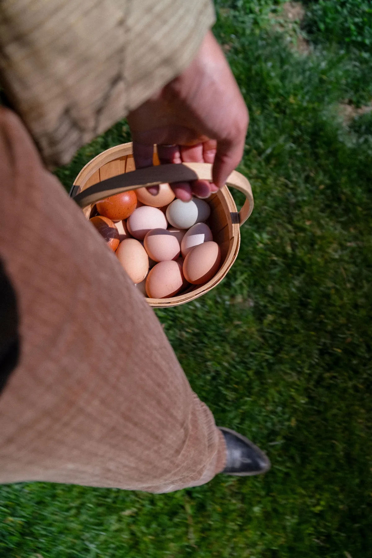 A basket of eggs from the farm