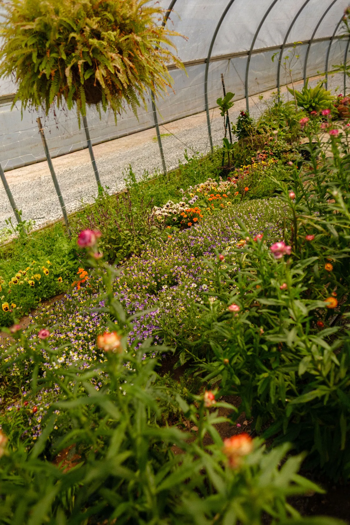 Flowers growing under a polytunnel