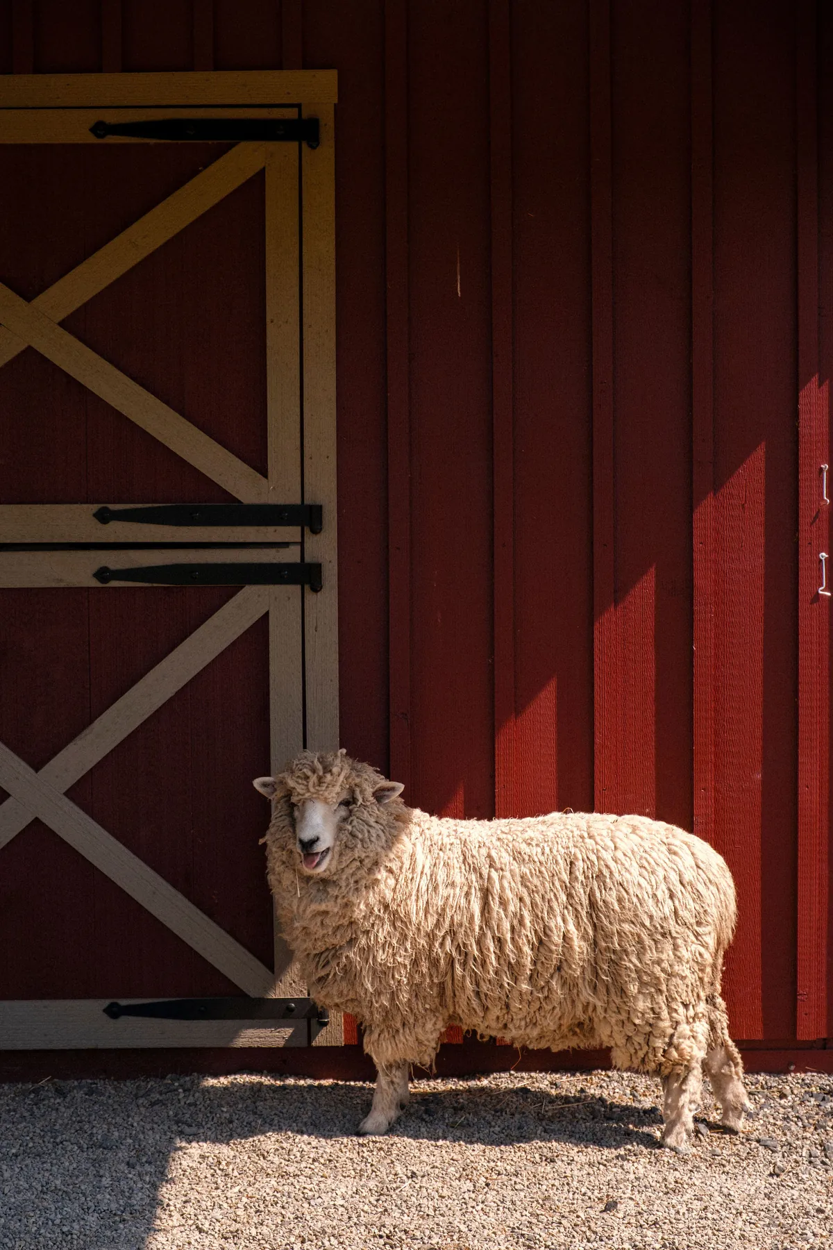A sheep beside the red barn